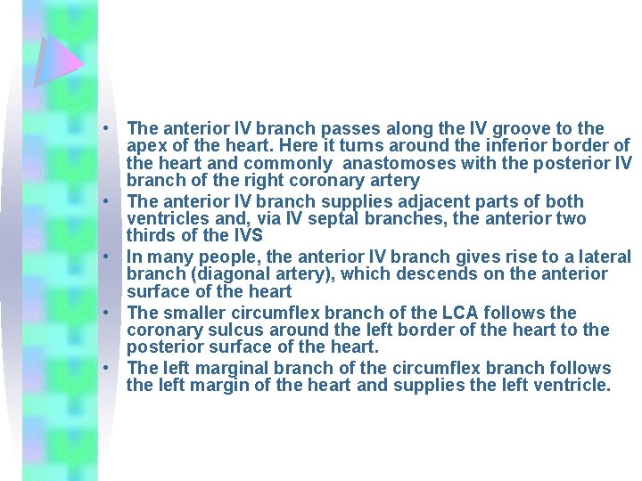  • The anterior IV branch passes along the IV groove to the apex