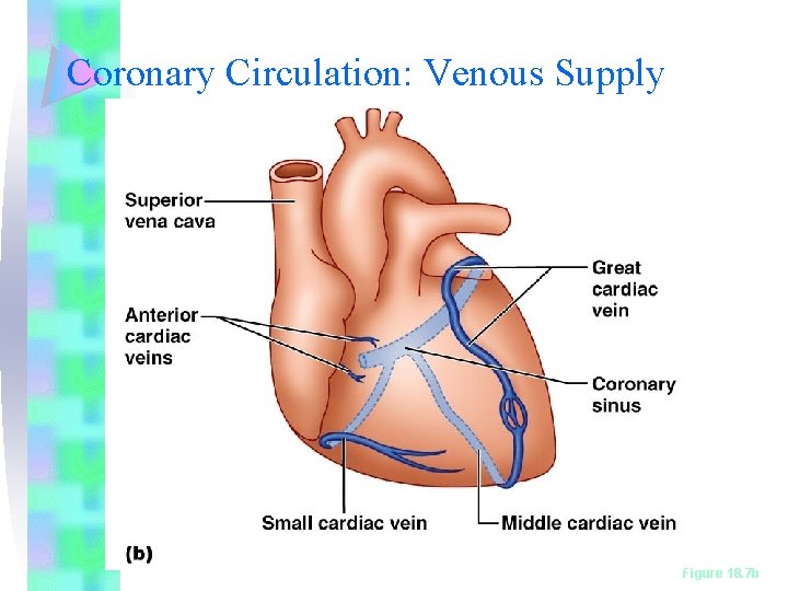 Coronary Circulation: Venous Supply Figure 18. 7 b 
