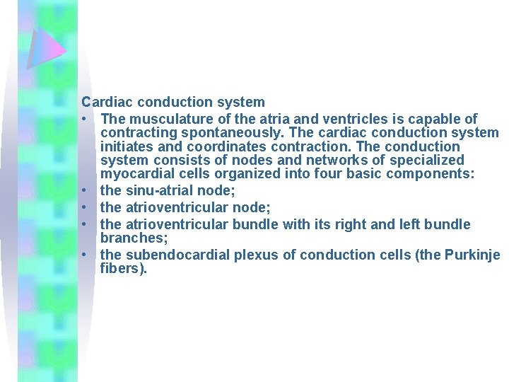 Cardiac conduction system • The musculature of the atria and ventricles is capable of