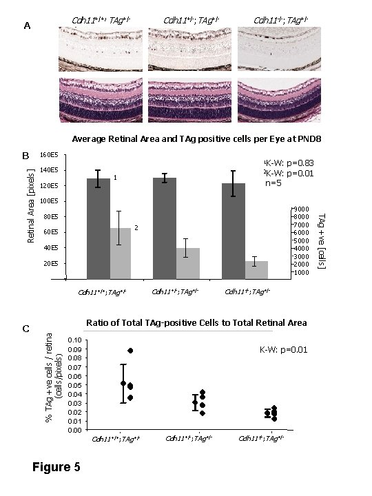 Cdh 11+/+; TAg+/- A Cdh 11+/-; TAg+/- Cdh 11 -/-; TAg+/- Average Retinal Area