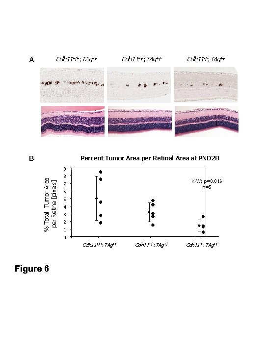 Cdh 11+/+; TAg+/- A B Cdh 11+/-; TAg+/- Cdh 11 -/-; TAg+/- Percent Tumor