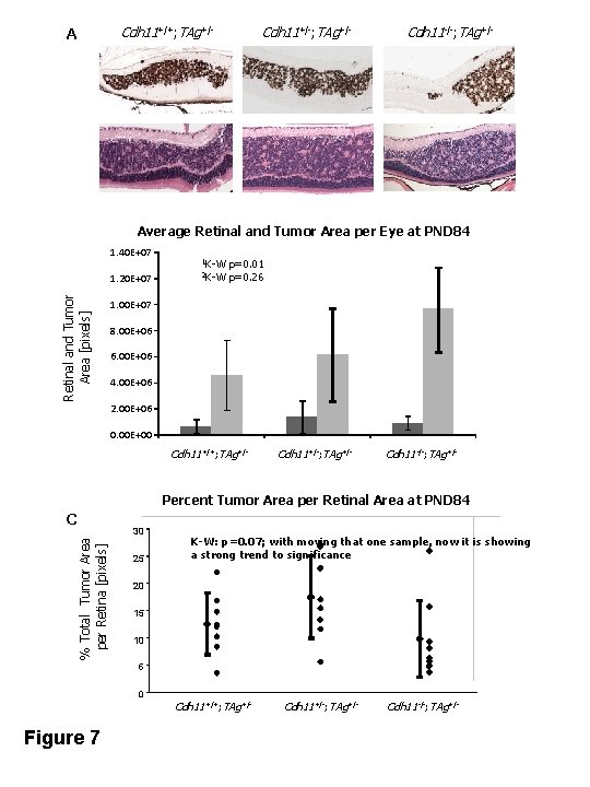 A Cdh 11+/+; TAg+/- Cdh 11+/-; TAg+/- Cdh 11 -/-; TAg+/- Average Retinal and