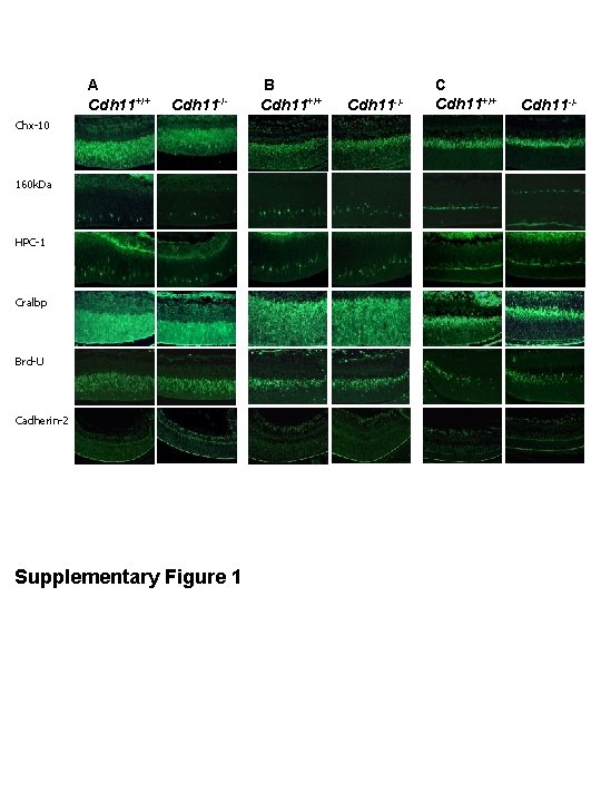 A Cdh 11+/+ Cdh 11 -/- Chx-10 160 k. Da HPC-1 Cralbp Brd-U Cadherin-2