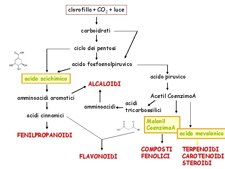 clorofilla + CO 2 + luce carboidrati ciclo dei pentosi acido fosfoenolpiruvico acido scichimico