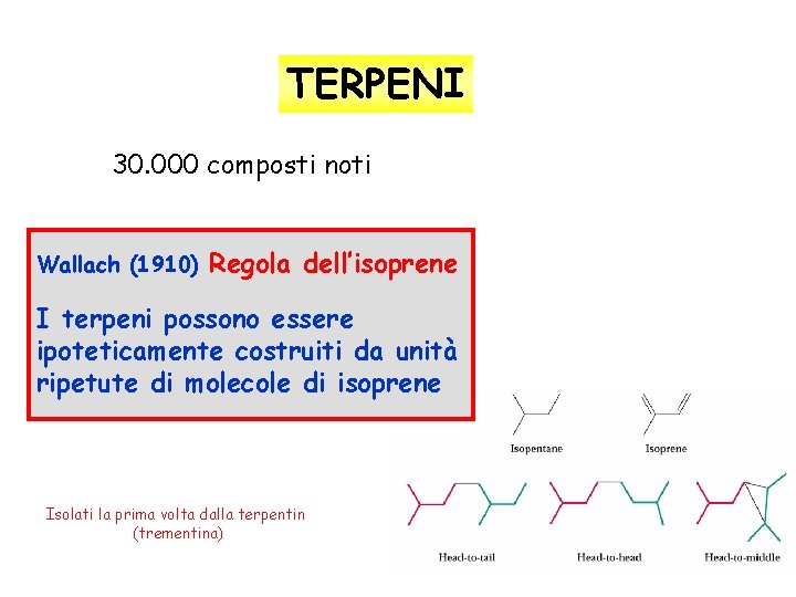 TERPENI circa 30. 000 composti noti Wallach (1910) Regola dell’isoprene I terpeni possono essere