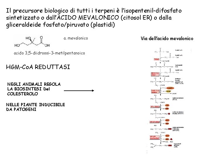 Il precursore biologico di tutti i terpeni è l’isopentenil-difosfato sintetizzato o dall’ACIDO MEVALONICO (citosol