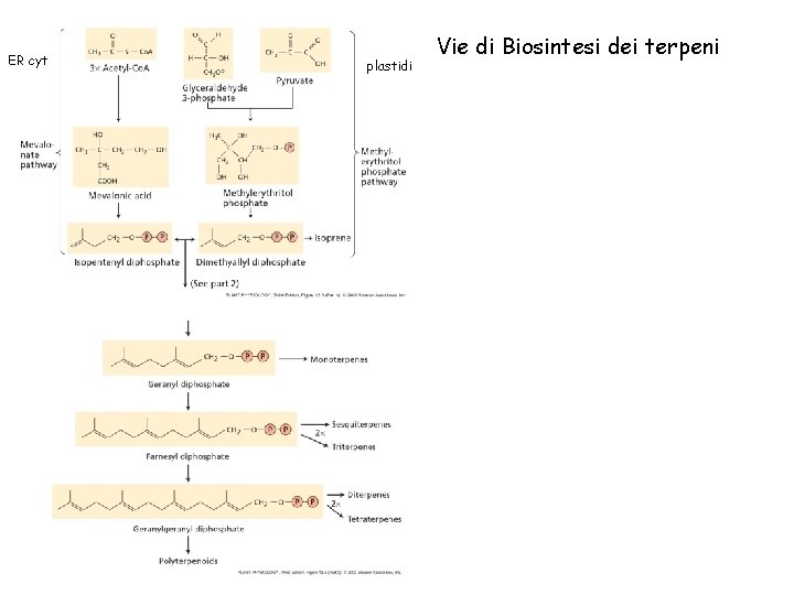 ER cyt plastidi Vie di Biosintesi dei terpeni 