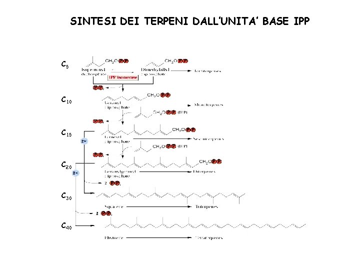 SINTESI DEI TERPENI DALL’UNITA’ BASE IPP C 5 C 10 C 15 C 20