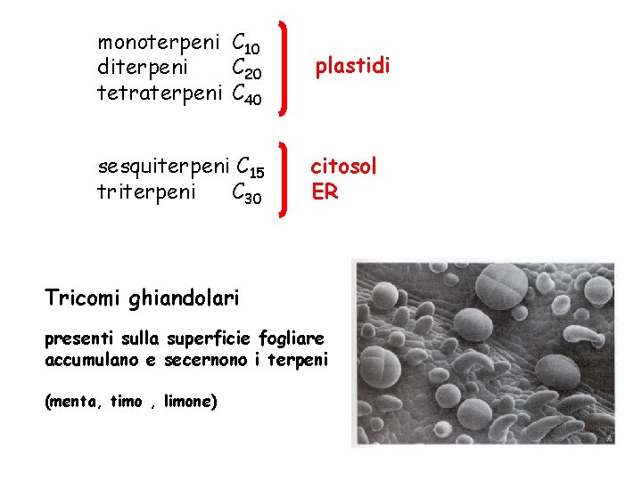 monoterpeni C 10 diterpeni C 20 tetraterpeni C 40 plastidi sesquiterpeni C 15 triterpeni