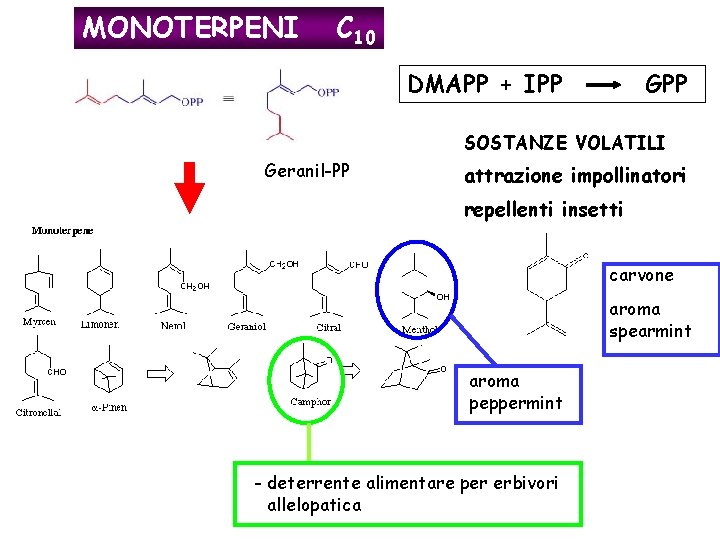 MONOTERPENI C 10 DMAPP + IPP GPP SOSTANZE VOLATILI Geranil-PP attrazione impollinatori repellenti insetti