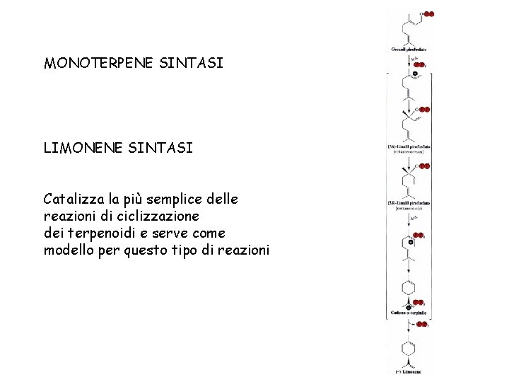 MONOTERPENE SINTASI LIMONENE SINTASI Catalizza la più semplice delle reazioni di ciclizzazione dei terpenoidi