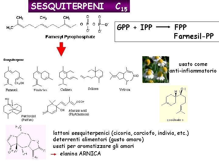 SESQUITERPENI C 15 GPP + IPP Farnesil-PP usato come anti-infiammatorio lattoni sesquiterpenici (cicoria, carciofo,