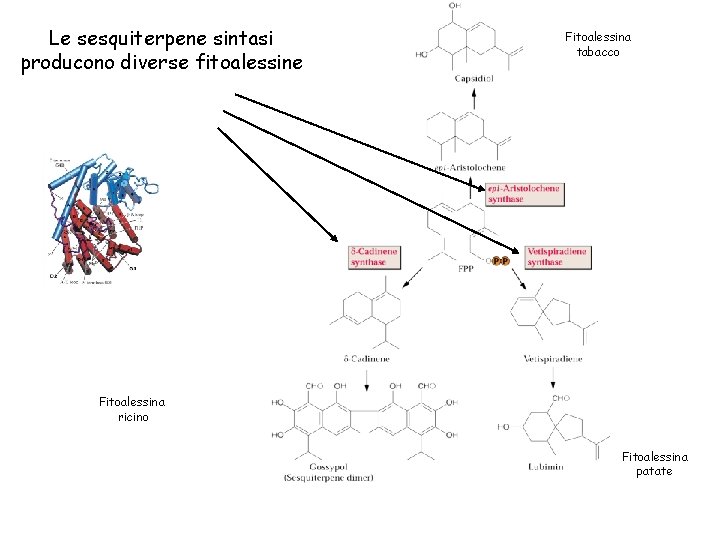 Le sesquiterpene sintasi producono diverse fitoalessine Fitoalessina tabacco Fitoalessina ricino Fitoalessina patate 