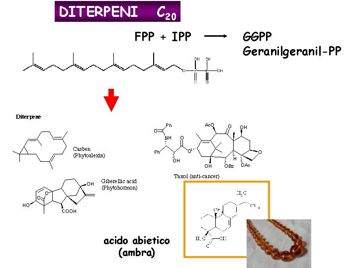 DITERPENI C 20 FPP + IPP acido abietico (ambra) GGPP Geranilgeranil-PP 