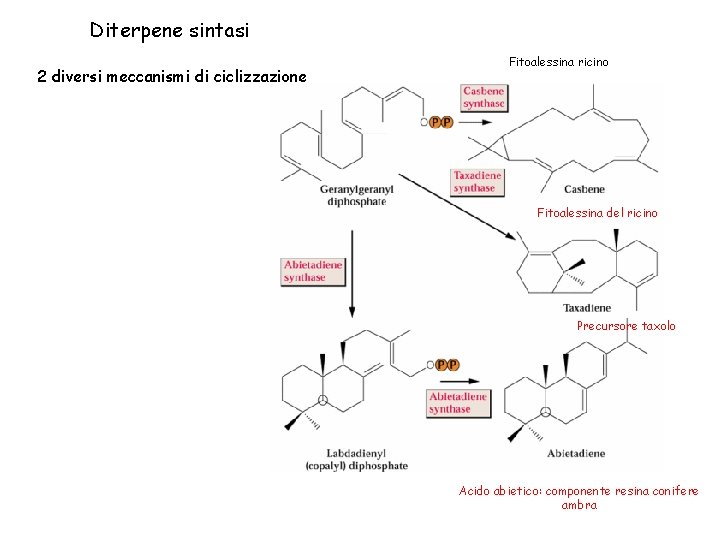 Diterpene sintasi 2 diversi meccanismi di ciclizzazione Fitoalessina ricino Fitoalessina del ricino Precursore taxolo