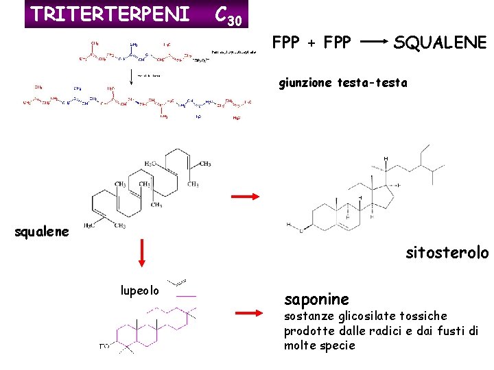 TRITERTERPENI C 30 FPP + FPP SQUALENE giunzione testa-testa squalene sitosterolo lupeolo saponine sostanze