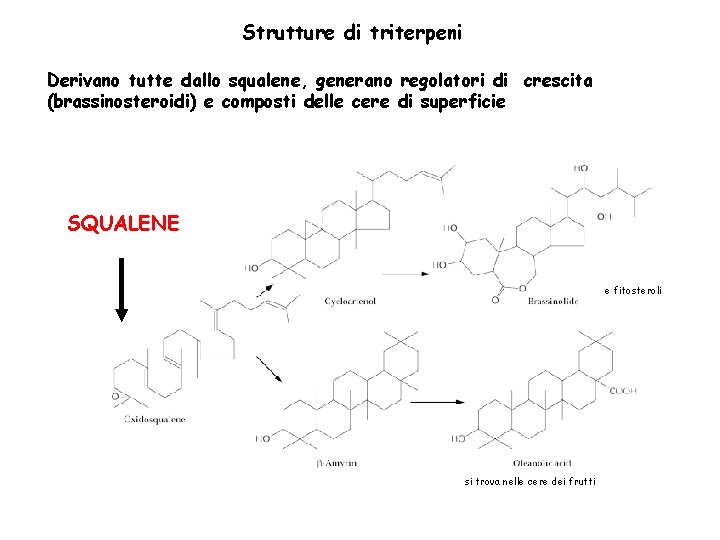 Strutture di triterpeni Derivano tutte dallo squalene, generano regolatori di crescita (brassinosteroidi) e composti