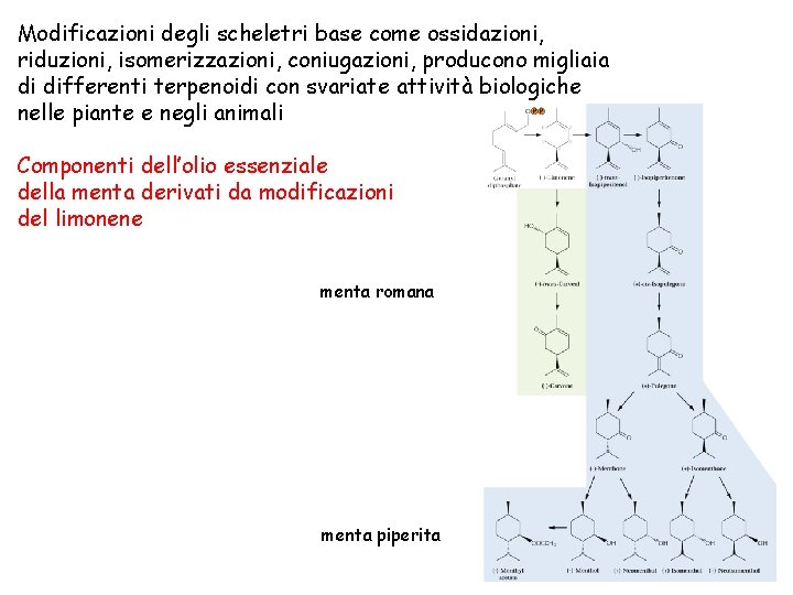 Modificazioni degli scheletri base come ossidazioni, riduzioni, isomerizzazioni, coniugazioni, producono migliaia di differenti terpenoidi