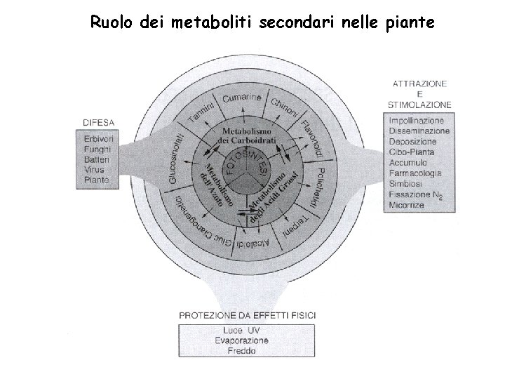 Ruolo dei metaboliti secondari nelle piante 