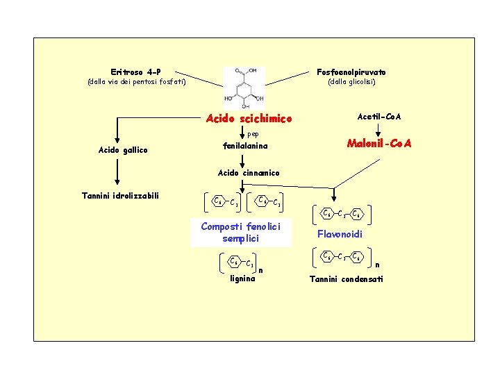 Eritroso 4 -P Fosfoenolpiruvato (dalla via dei pentosi fosfati) (dalla glicolisi) Acido scichimico Acetil-Co.