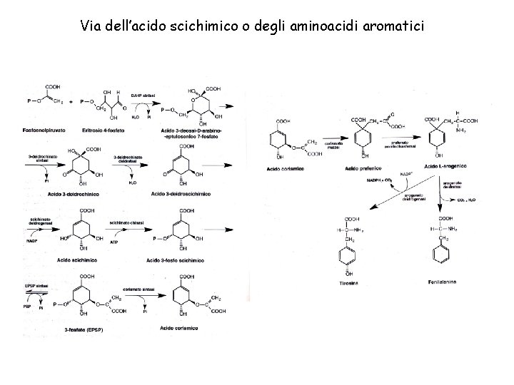 Via dell’acido scichimico o degli aminoacidi aromatici 