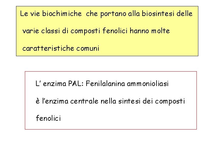 Le vie biochimiche portano alla biosintesi delle varie classi di composti fenolici hanno molte