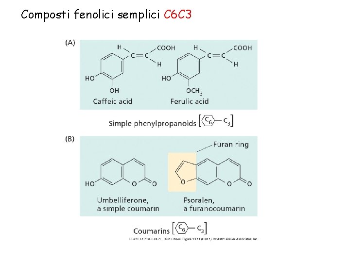 Composti fenolici semplici C 6 C 3 