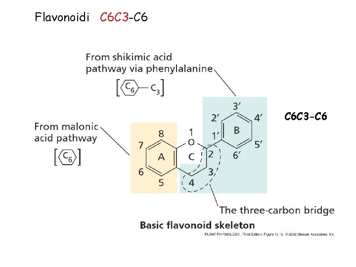 Flavonoidi C 6 C 3 -C 6 