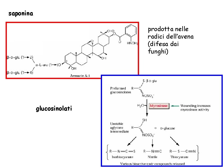 saponina prodotta nelle radici dell’avena (difesa dai funghi) glucosinolati 