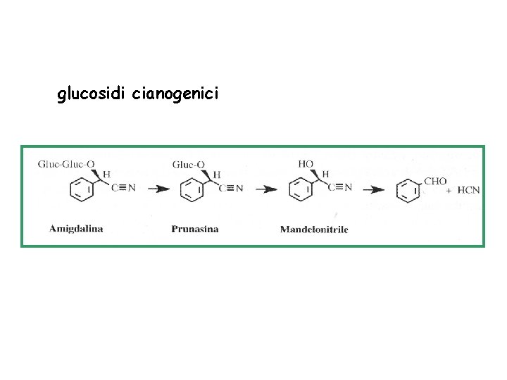 glucosidi cianogenici 