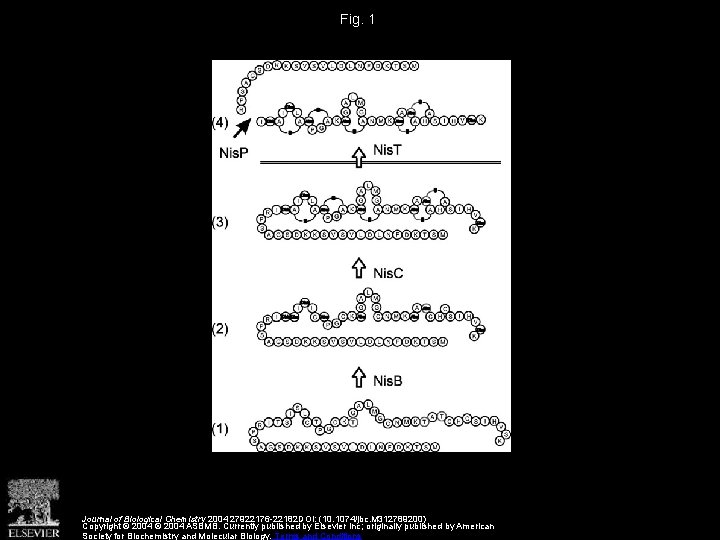 Fig. 1 Journal of Biological Chemistry 2004 27922176 -22182 DOI: (10. 1074/jbc. M 312789200)