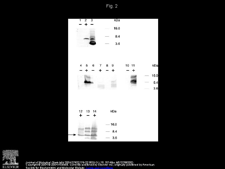 Fig. 2 Journal of Biological Chemistry 2004 27922176 -22182 DOI: (10. 1074/jbc. M 312789200)