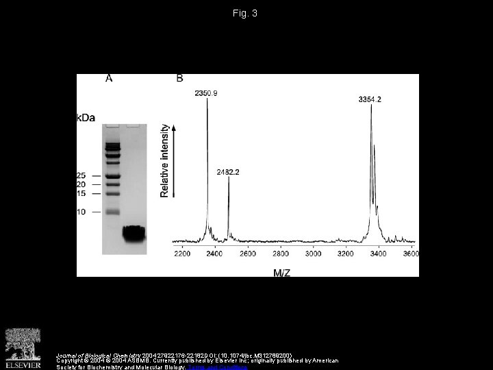 Fig. 3 Journal of Biological Chemistry 2004 27922176 -22182 DOI: (10. 1074/jbc. M 312789200)