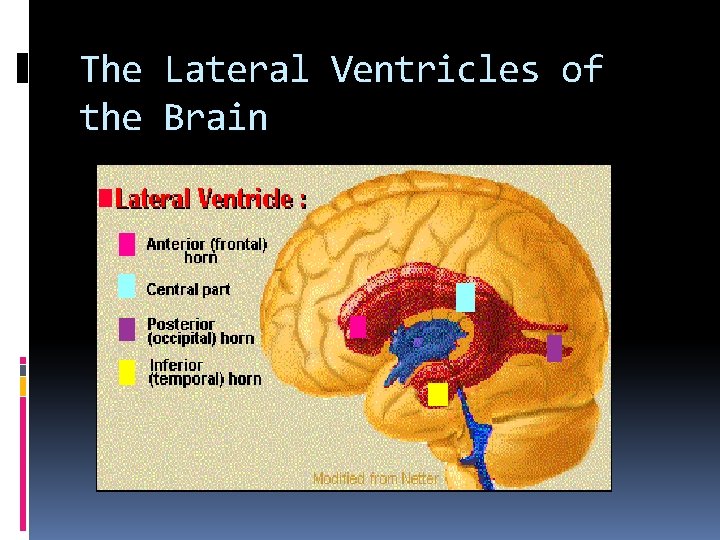 The Lateral Ventricles of the Brain 