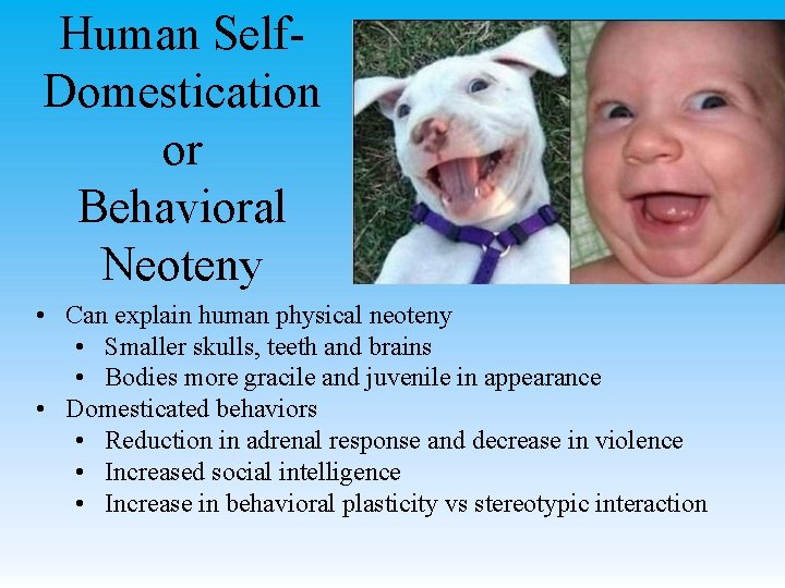 Human Self. Domestication or Behavioral Neoteny • Can explain human physical neoteny • Smaller