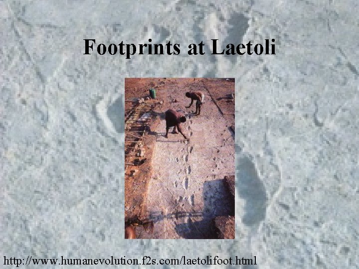 Footprints at Laetoli http: //www. humanevolution. f 2 s. com/laetolifoot. html 