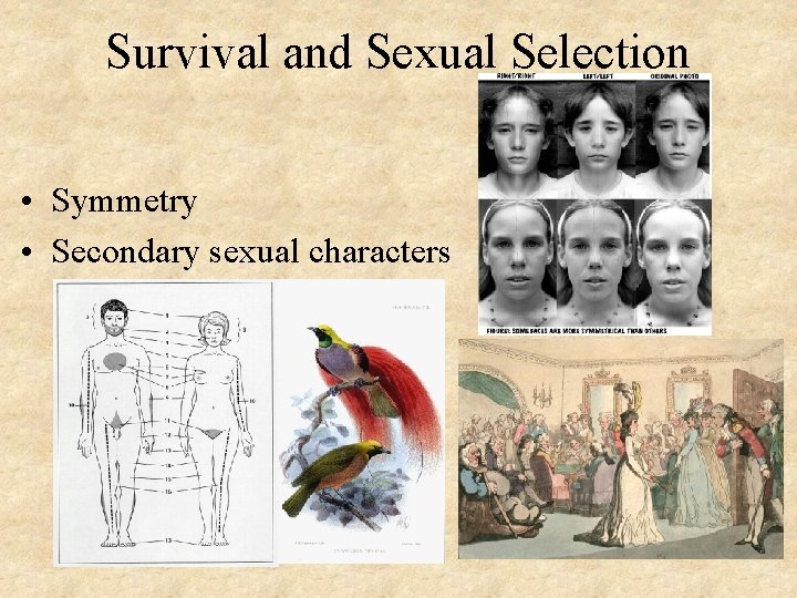 Survival and Sexual Selection • Symmetry • Secondary sexual characters 