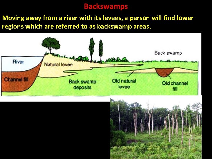 Backswamps Moving away from a river with its levees, a person will find lower