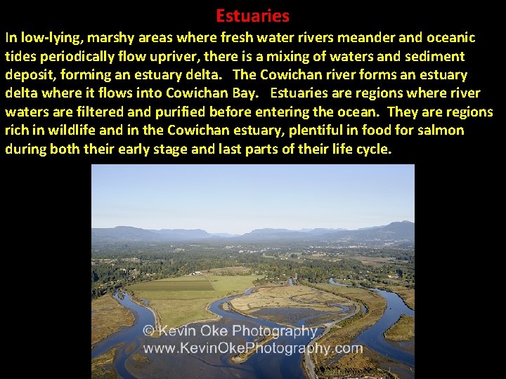 Estuaries In low-lying, marshy areas where fresh water rivers meander and oceanic tides periodically