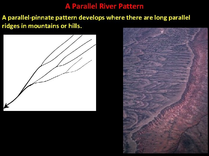 A Parallel River Pattern A parallel-pinnate pattern develops where there are long parallel ridges