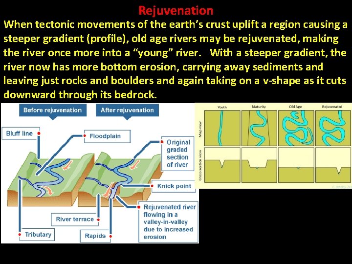 Rejuvenation When tectonic movements of the earth’s crust uplift a region causing a steeper