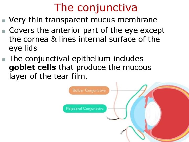 The conjunctiva ■ Very thin transparent mucus membrane ■ Covers the anterior part of