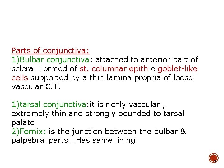 Parts of conjunctiva: 1)Bulbar conjunctiva: attached to anterior part of sclera. Formed of st.