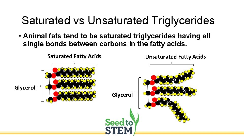 Saturated vs Unsaturated Triglycerides • Animal fats tend to be saturated triglycerides having all