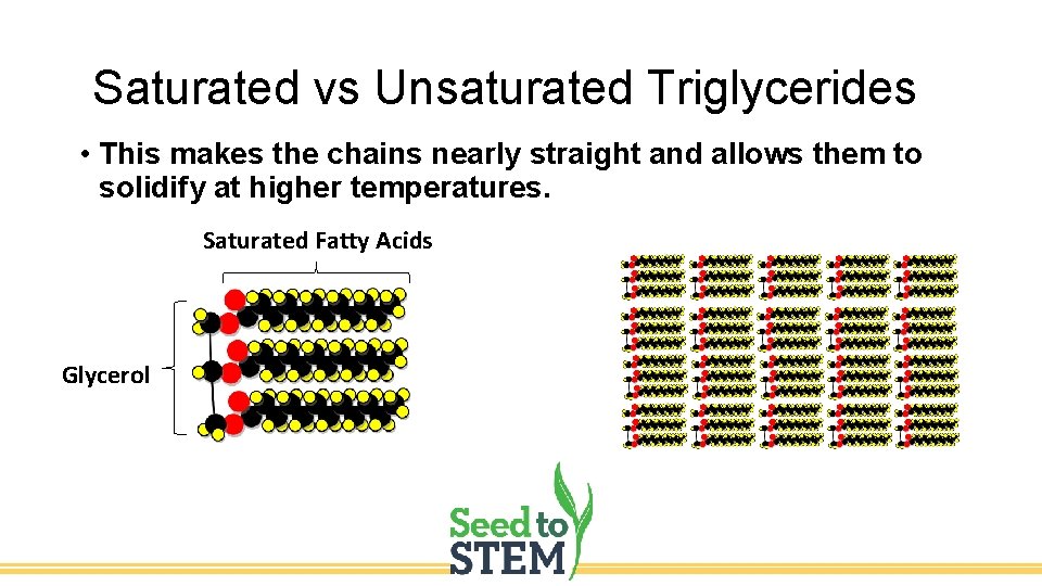 Saturated vs Unsaturated Triglycerides • This makes the chains nearly straight and allows them
