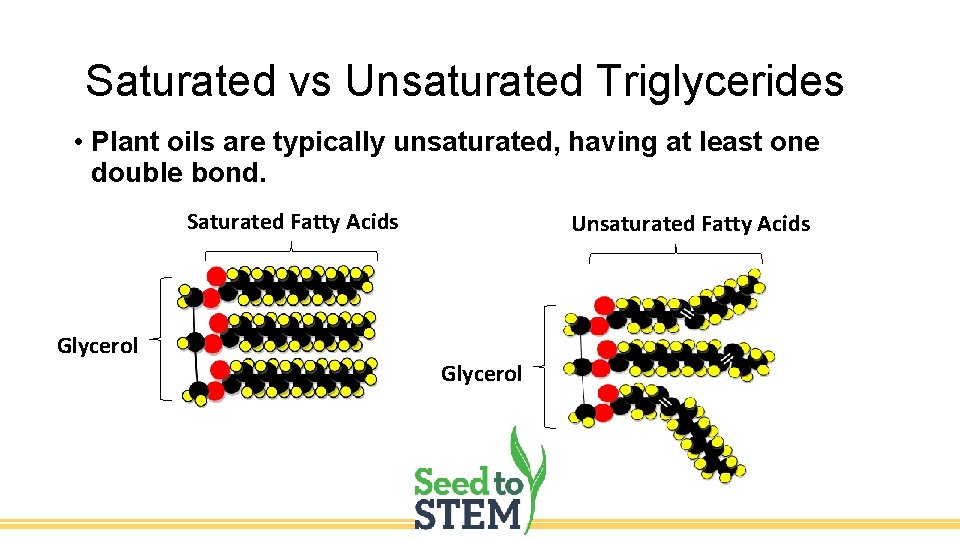Saturated vs Unsaturated Triglycerides • Plant oils are typically unsaturated, having at least one