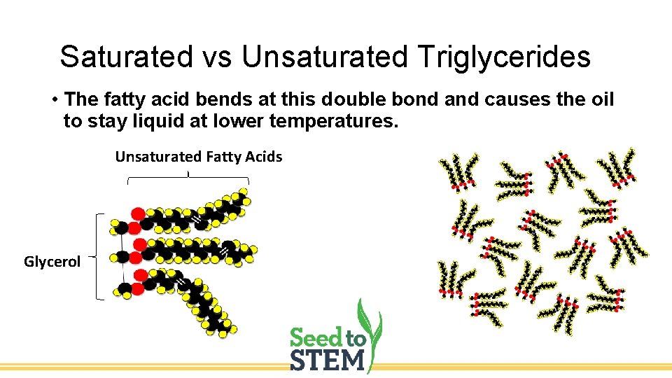 Saturated vs Unsaturated Triglycerides • The fatty acid bends at this double bond and