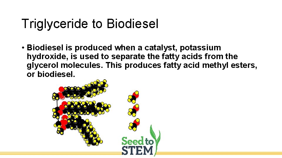 Triglyceride to Biodiesel • Biodiesel is produced when a catalyst, potassium hydroxide, is used