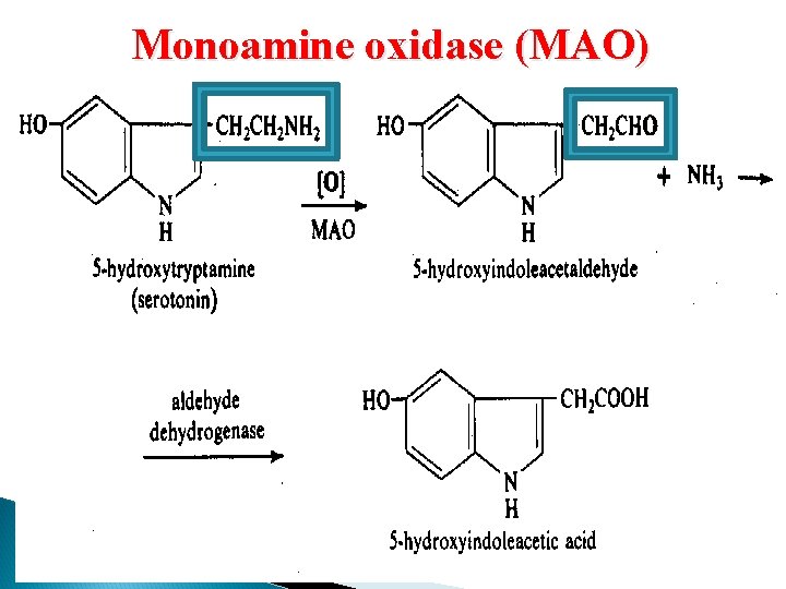 Monoamine oxidase (MAO) 