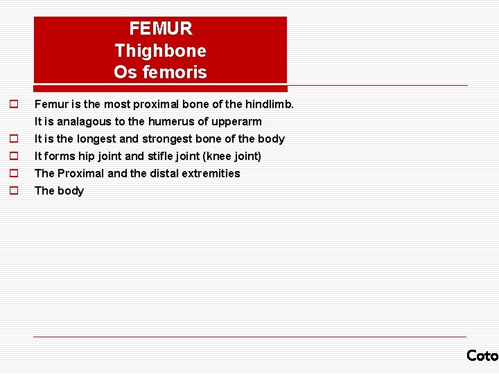 FEMUR Thighbone Os femoris o Femur is the most proximal bone of the hindlimb.